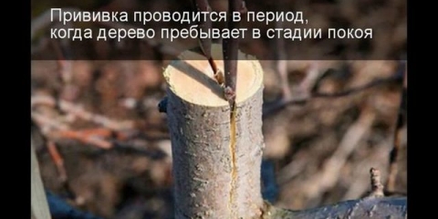 Kako posaditi drvo jabuke